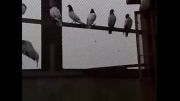 کبوتر   ویدیوهای سعیدs    کفتر