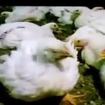 مراقبت از گله مرغ ها