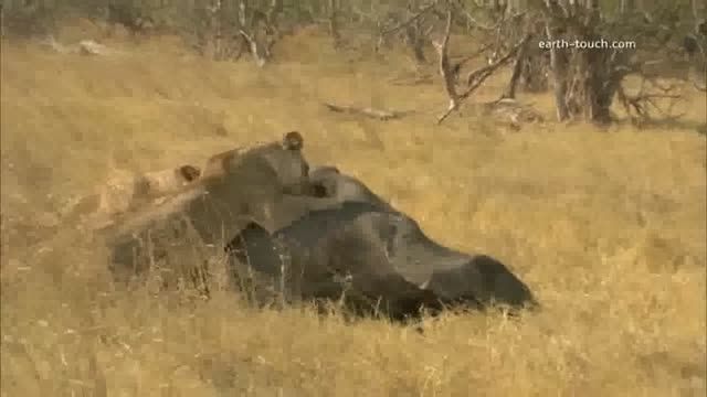 زنده زنده خوردن فیل توسط گله شیرهای وحشی