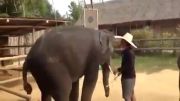 فیل رقاص