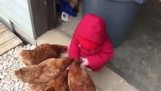 غذا دادن فسقلی به مرغا