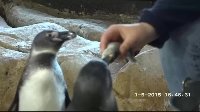 پنگوئن های آفریقایی در آکواریوم دو اقیانوس کیپ تاون