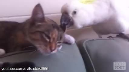 دوستی طوطی با گربه