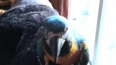 ماکائوی گردن آبی Blue Throated Macaw