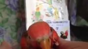 طوطی برزیلی قرمز