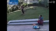 حمله وحشتناک سگ به دختر بچه در پارک ...!
