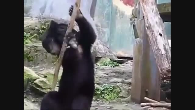 خرس کونگ فو کار:))