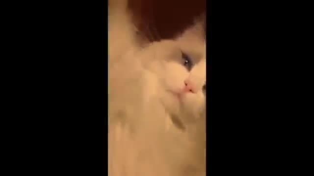 مسواک زدن گربه خیلی جالب