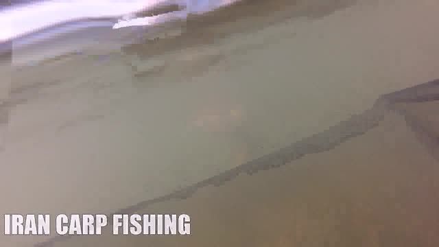 سنترال فیشینگ ماهی کپور تروفه زیبا