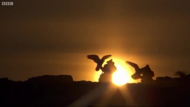 شکار عقاب طلایی