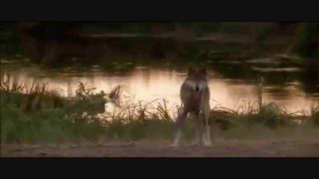 نماهنگ زیبا از فیلم با گرگها میرقصد اثر جان بری
