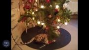گربه vs درخت کریسمس‬&lrm;.ته خنده :)))