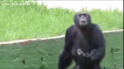 شامپانزه ای که سیگار می کشه