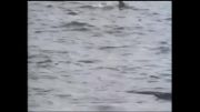 سلاخی و ذبح دلفین در ژاپن