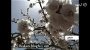 ویدیوی بسیار زیبا از تصاویر طبیعت شهر مشکان ( فارس )