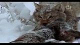 زندگی و شکار سیاه گوشها در برف