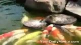غذا دادن پرنده به ماهی ها