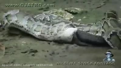 یا اباالفضل این مار آناکوندا تمساح را زنده زنده خورده