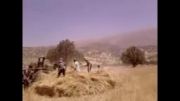 برداشت گندم در روستای مندان