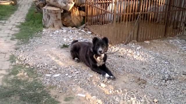 پرورش سگ افغان