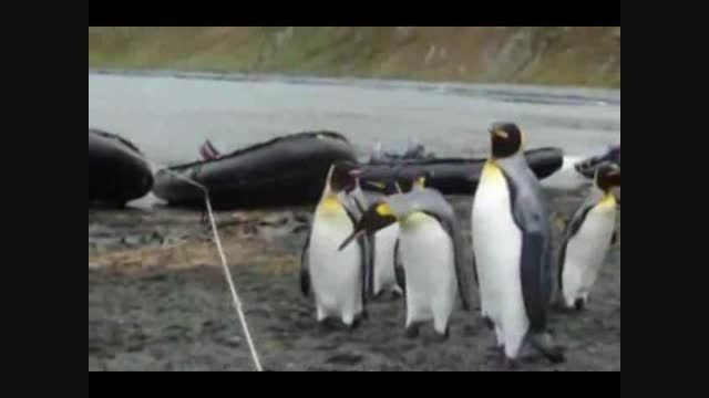 پنگوئن های تنبل !!!