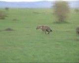 فراری دادن شیرها از سر شکار توسط کفتارها