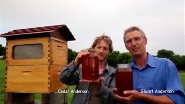 نسل جدید کندوی زنبور عسل