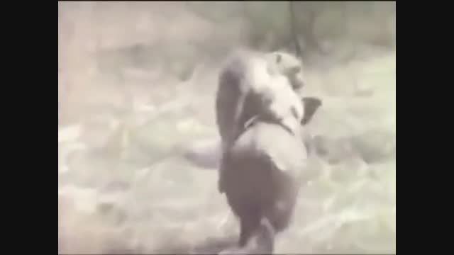 فرار میمون ها از دست انسان(حتما ببینید)