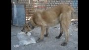 سگ افغانی