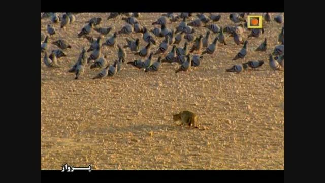 مهارت شکار گربه در گرفتن کبوتر