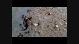 تلاش تحسین برانگیز  مورچه ها برای بدست آوردن غذا