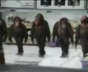 رقص میمون ها