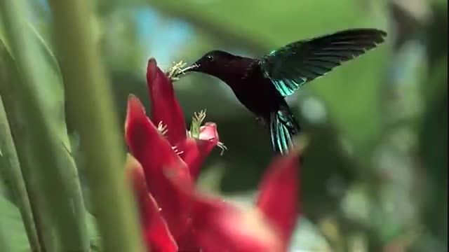 ویدئو زیبا از طبیعت(عیدتون مبارک)