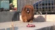 سگ ماستیف تبت