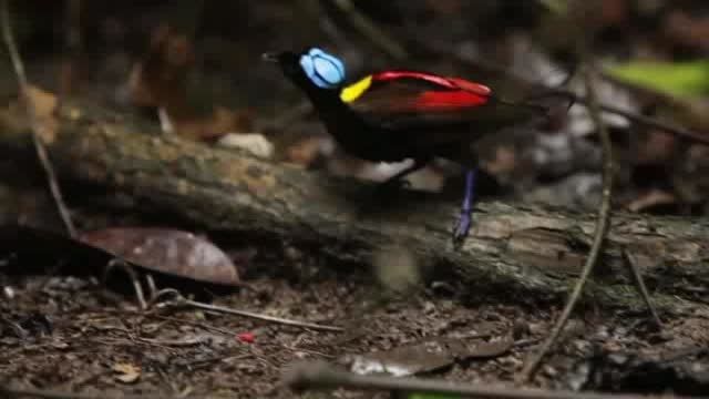 پرندگان زیبای جنگل - 2
