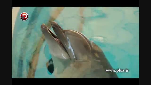 رقص دلفین ها و شیرهای دریایی در مشهورترین برج ایران