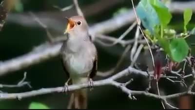 آواز بسیار زیبا و بهاری یک پرنده