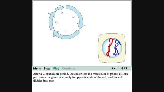 چرخه ی زندگی یک سلول