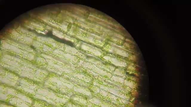 سلول گیاهان در زیر میکروسکوپ