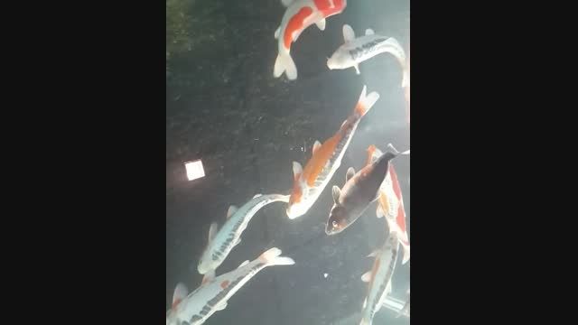 ماهی های فوق العاده زیبای وارداتی شرکت رد فیش