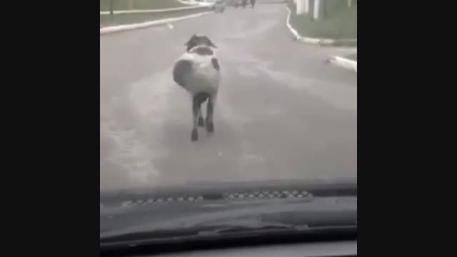 گوسفند رقاص