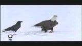 هوش کلاغ ها(ravens)..