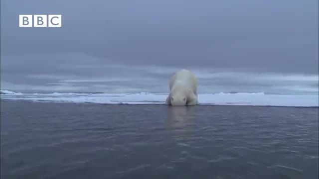 شیوه شكار حیرت انگیز خرس قطبی