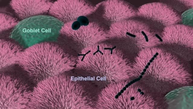 دارپا باکتری مهندسی شده ای برای حفاظت از روده می سازد