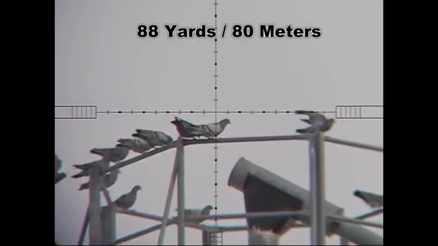 Edgun Matador - Pigeon Hunting 100 Yards