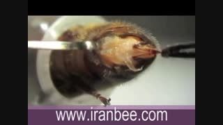 آموزش تلقیح مصنوعی ملکه زنبور عسل-2