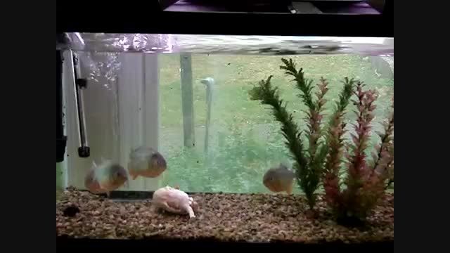 خوردن موش توسط ماهی پیرانا