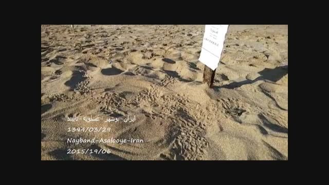 پروژه احیاء جمعیت لاکپشت در نایبند 02