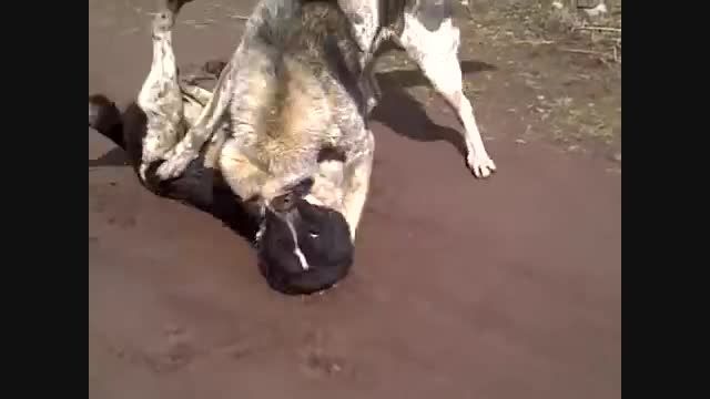 جنگ دو سگ گامپر ارمنستان