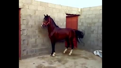 اسب کرد